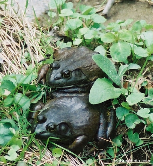 Two black and dark brown frogs on top of one another outside in weeds next to a pond.