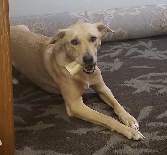 Front side view - A tan long legged dog with ears that fold down and out to the sides laying down on a brown carpet inside of a doorway with a bone in his mouth.