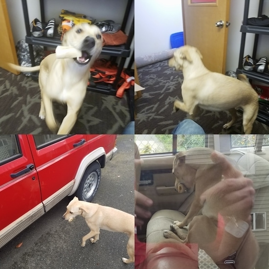 For images in a collage of a tall tan dog with a black nose and a long tail. The top left the dog is jumping up in the air inside a room with a bone in its mouth, the top right the dog is walking out of a doorway with a bone in its mouth, the bottom left the dog is walking to a red car in a driveway with a bone in its mouth and the bottom right the dog is sitting inside of a car in the back seat looking down with a bone in its mouth.
