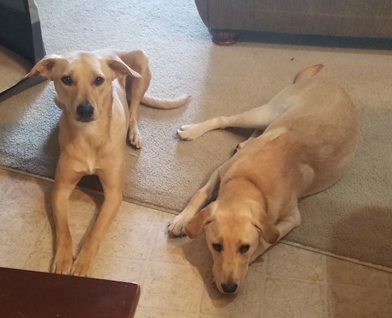 Two tan dogs laying side by side on a tan tiled floor and half way on a tan carpet. The dogs look very similar with fold over ears, long tails, black noses and brown eyes. The dog on the left is looking up and the dog on the right has its head down on the floor resting.