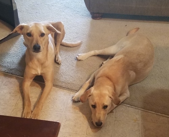 yellow lab whippet mix