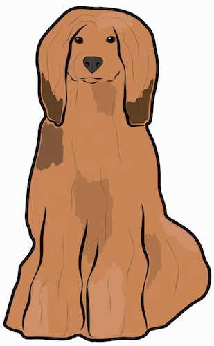Front view of a drawing of a large breed brown and tan dog with a very long flowing coat and long ears that hang down to the sides with a long muzzle sitting down.