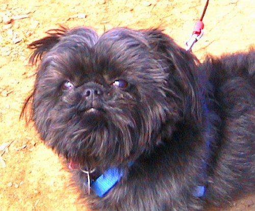 Front side view of a small thick, long coated dog with a round head and small ears with a lot of hair coming off of them so they blend in with the head. The dog has almond shaped brown eyes and is wearing a blue harness.