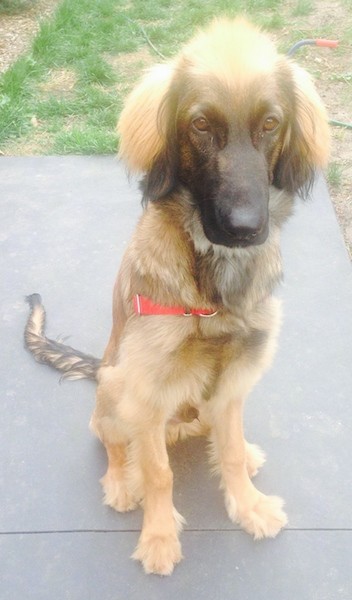 A tall, slim, thick coated tan and black dog with long hanging soft ears sitting down on a patio