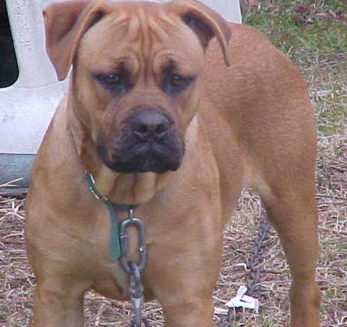 List Of Alapaha Blue Blood Bulldog Mix Breed Dogs
