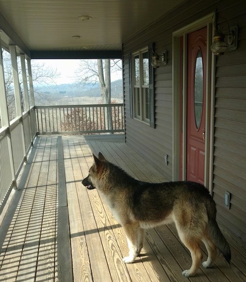 A large breed thick coated black and tan saddle patterned dog with perk ears and a long fluffy tail that the dog is holding down low standing on a wooden porch of a tan house that has a red door and a white railing.