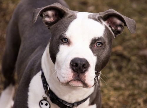 bulldog amstaff mix