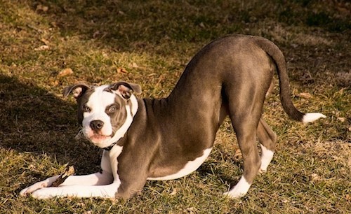 Sideview of a large breed gray and white dog in a play bow pose outside in the grass with a stick between his paws.