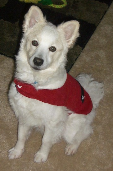 american eskimo poodle