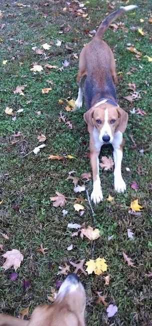 View from the top looking down at a tricolor tan, black and white hound dog play bowing looking up at the person with the camera as a second hound dog watches