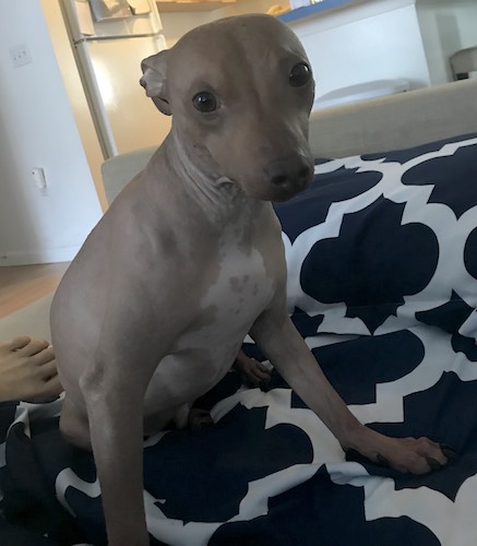 A little dog with no hair and no whiskers with tan and white skin, pinned back ears and a brown nose sitting down on a person's bed.