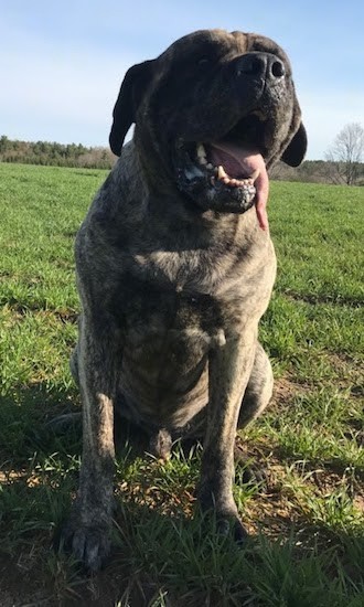 Front view of a wide-chested, large headed, black brindle extra large dog with a big mouth, a long big tongue and ears that hang down to the sides of his head sitting in grass with his mouth open and pink tongue hanging out.