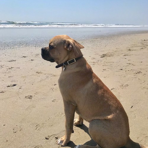 Back side view of a tan and black dog sitting on a beach looking out at the waves in the water.