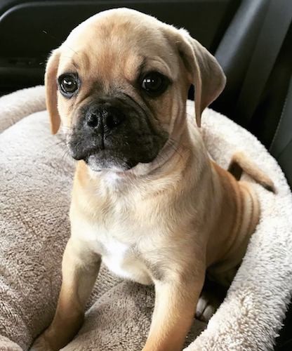 Front view of a small tan puppy with a black muzzle, a round head, soft ears that hang down to the sides, large round eyes, a pushed back snout and extra skin and wrinkles sitting on a tan dog bed.