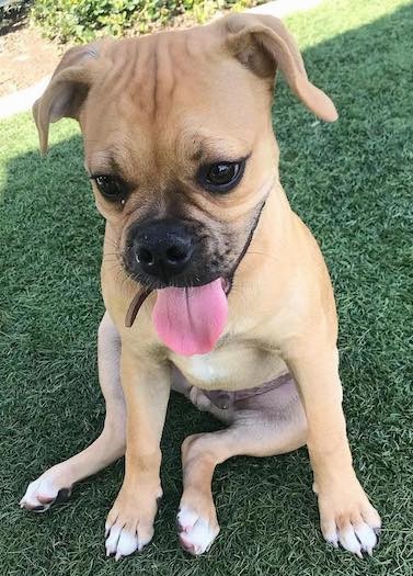 Front view of a tan with black puppy, with dark eyes, ears that fold over to the sides and a small muscular body sitting down in grass looking down.