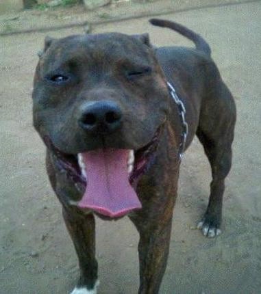 staffordshire terrier amstaff