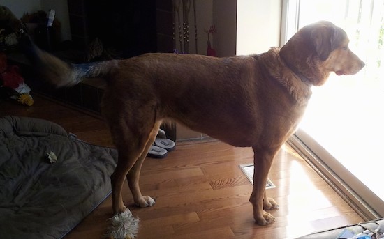 Side view of a large brown dog with a thick coat, a long tail and ears that hang down to the sides standing on a hardwood floor looking out a sliding glass door.