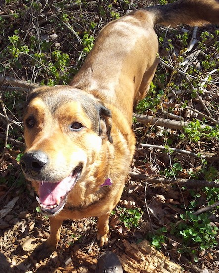 View from above looking down at a brown dog with black tinting on the top of her head and tail, with a large black nose and brown almond shaped eyes standing outside in sticks and weeds looking happy.