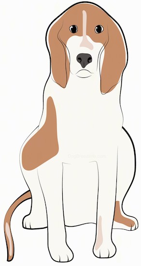 Front view of a white and tan hound dog with long ears and a long tail sitting down.
