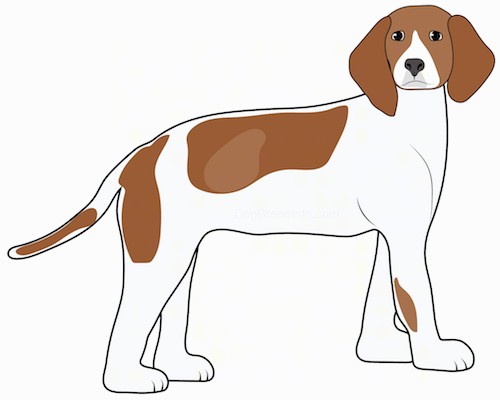 Side view of a white and brown hound hunting type dog with long wide hanging ears, a long tail that is being held down low, a black nose and dark eyes standing.