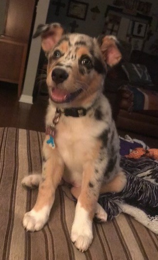 Front view of a merle tan, white, black and gray puppy with ears that stand up and fold at the tips sitting down inside of a house on top of a blanket and on a rug looking happy