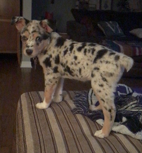 Side view of a merle colored, spotted little puppy with a small bob tail and white on his paws standing on a person's bed