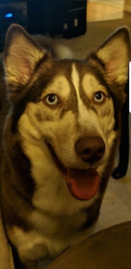 Front view head shot of a brown and white dog with a husky face pattern, blue eyes, perk ears and a brown nose standing in a room looking forward with her pink tongue showing