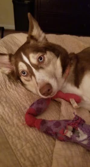 Head shot of a brown and white symmetrical patterned dog with blue eyes, perk ears and a brown liver colored nose laying down in front of a toy on a person's bed