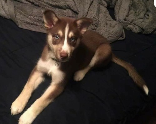 Side view of a brown, tan and white puppy with a long tail and blue eyes laying down on a bed with a gray blanket behind him