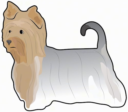A drawing of a tan, gray and black toy sized, long haired dog with ears that fold over at the tips, dark eyes and a dark nose with its tail up in the air and curled over at the tips standing sideways.