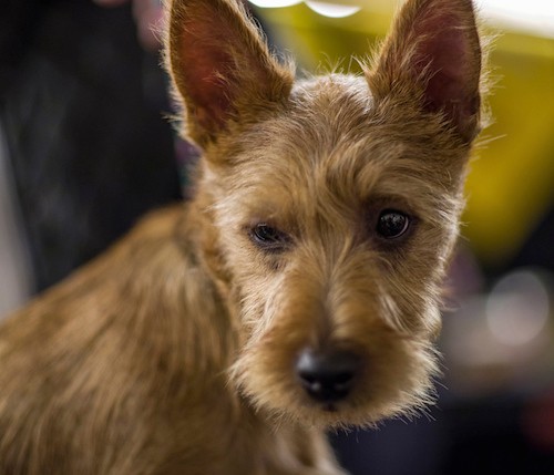 Front side view head shot of a wiry looking, but soft coated tan, small dog with dark eyes. perk ears that stand up and a black nose looking to the left.