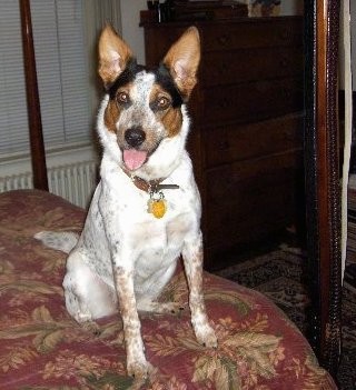 american cattle dog mix