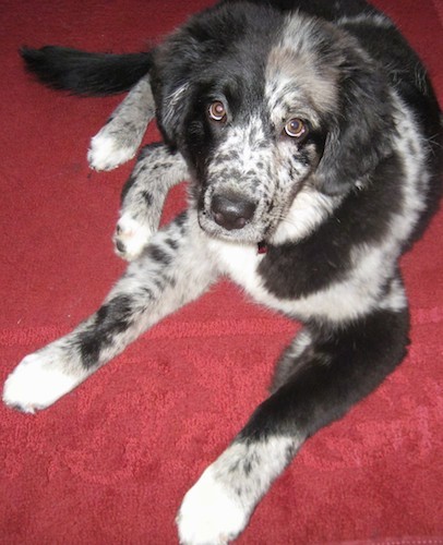 A black with white and gray speckled soft looking dog with soft ears that hang down to the sides, wide round brown eyes, a black nose and a long tail laying down on a red carpet.