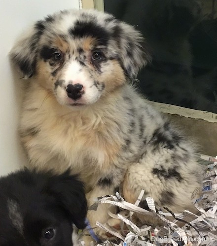 australian shepherd black and grey