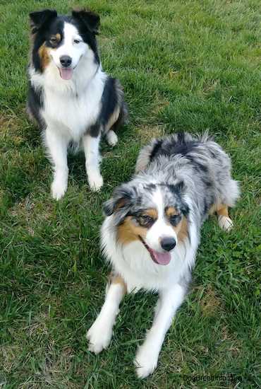 australian shepherd tri color puppy