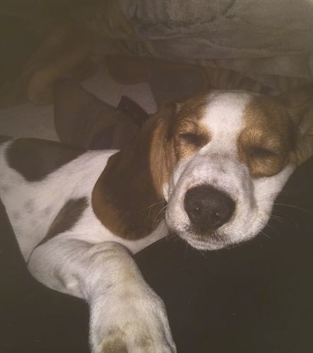 Front view of a sleeping white, brown and black hound dog puppy laying down on a person's bed. The pup has a big black nose, a big paw and brown around his eyes with brown ears an da white face.