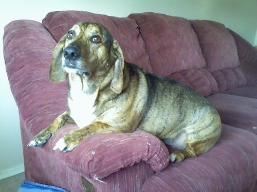 corgi basset mix