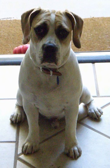 fox terrier bulldog mix