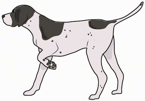 A large breed brown and white dog with ticking spots and large patches of brown on its white body standing sideways with one paw up in the air pointing to the left.