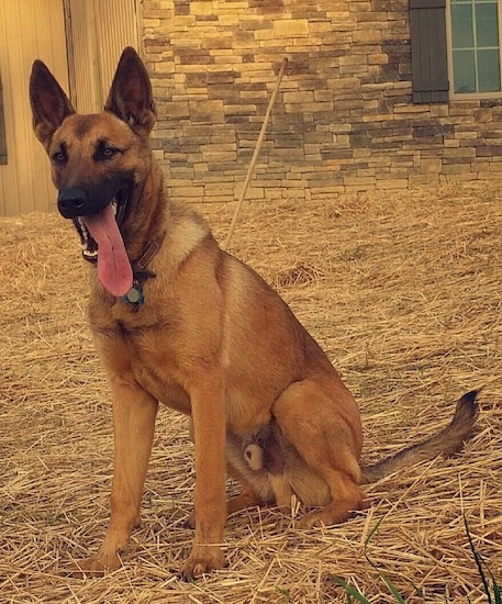A large tan, brown and black shepherd dog with large perk ears and a long tail sitting on hay in front of a tan house with a stone front.