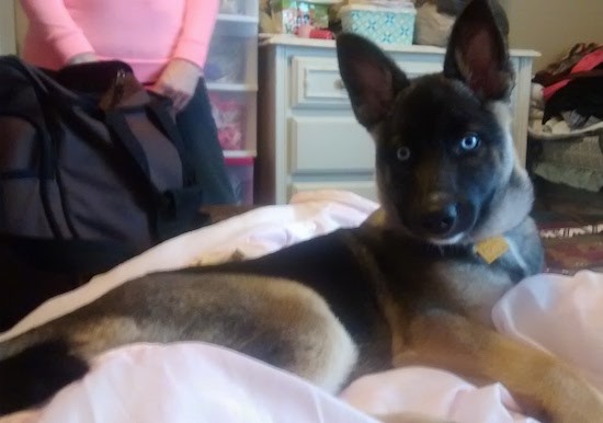 husky mix belgian malinois