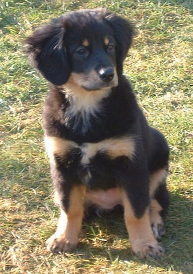 A cute little black tan with white puppy sitting down in grass outside. The dog has soft ears that hang down to the sides and front of the dogs head, dark almond shaped eyes, a black nose and a black head with tan spots as eyebrows.