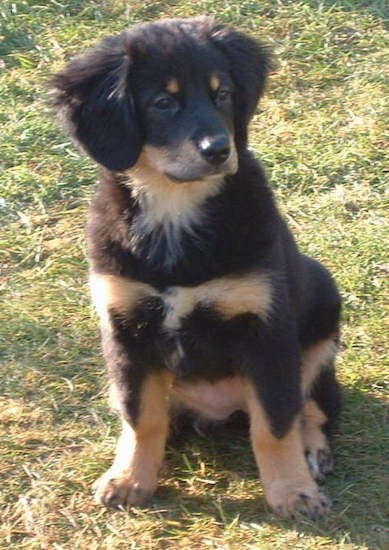 bernese mountain dog cross