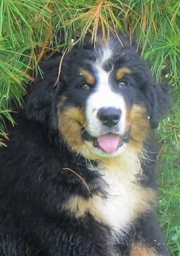 A happy looking thick coated, black, tan and white dog sittig under the branches of an evergreen tree.