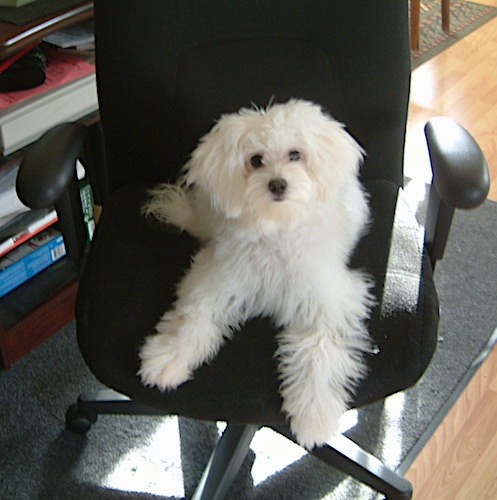 A small soft coated, fluffy white dog with round black eyes, a black nose, black lips with ears that hang down to the sides laying down on a black computer chair inside of a house.