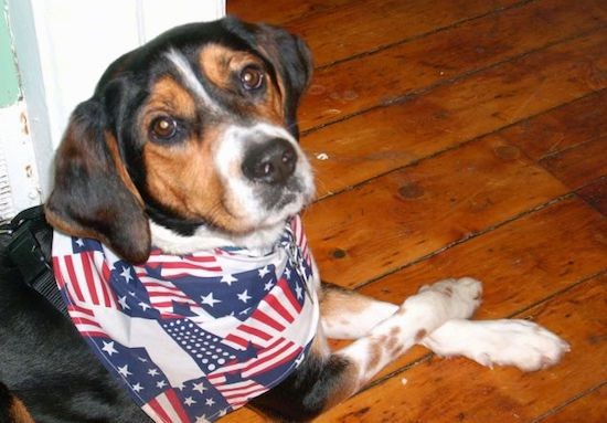 A tricolor black, tan and white hound dog with soft hanging ears, brown eyes and a black nose wearing a red, white and blue bandanna laying down on a hardwood floor
