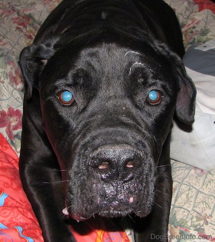 Front view looking down at the face of a large black dog with a huge head, brown eyes and a big black nose with extra skin laying down on a person's bed.