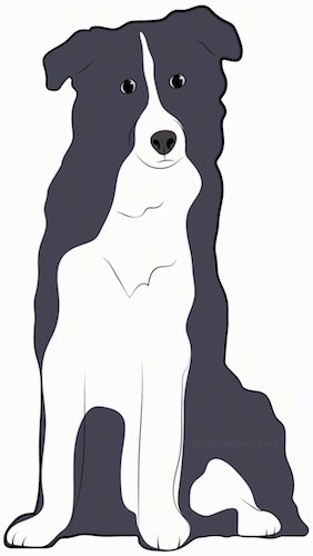 Border collie – Brit