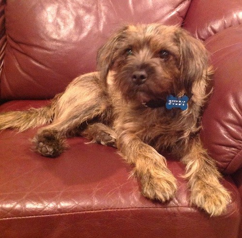 A small brown scruffy looking dog with longer wiry looking hair on this ears, chest and tail, a brown nose, wide round brown eyes and a blue dog tag that says Buddy laying on a reddish brown leather couch.