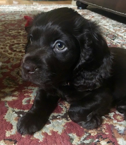 Boykin spaniel mix best sale puppies